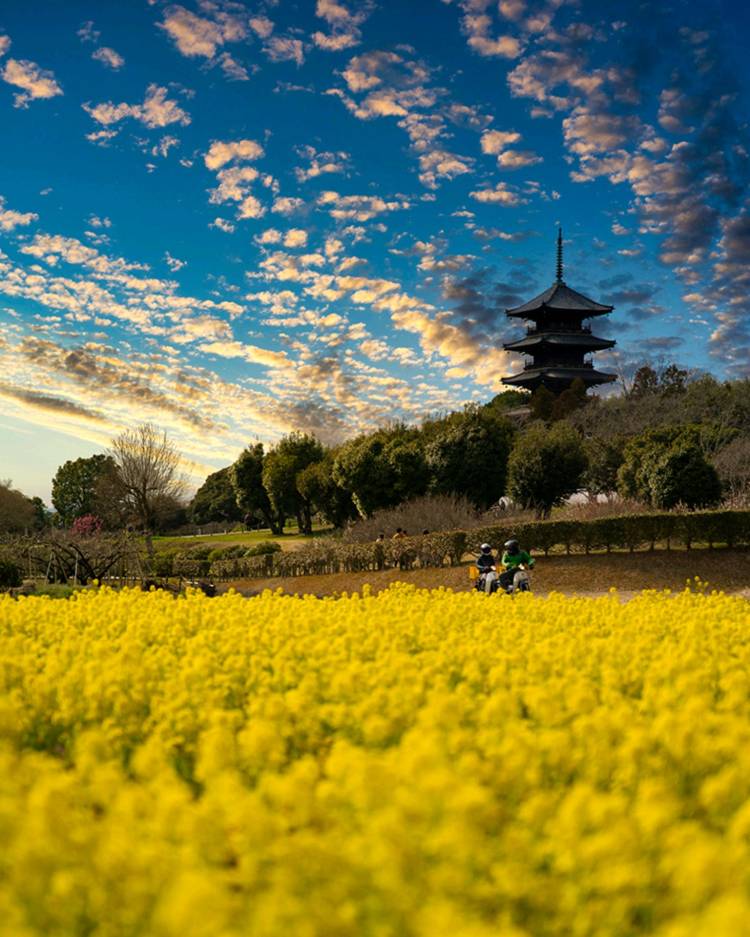 予想最高気温は１７℃
