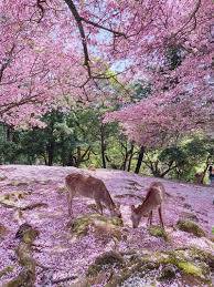 予想最高気温は昨日と同じ１７℃