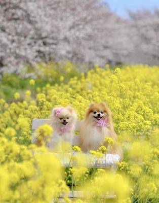 ありがとうございました