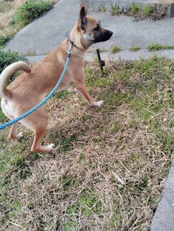 うちのわんちゃん🐶🐶