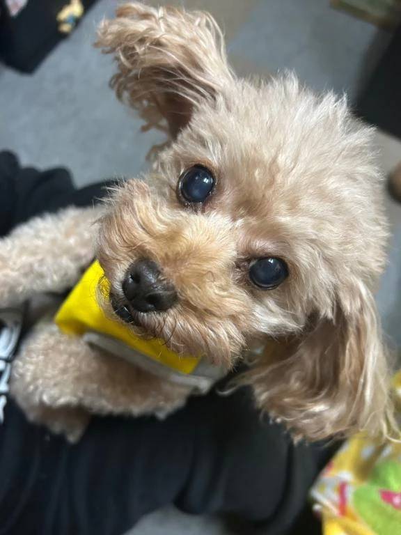 急遽お休み♥️