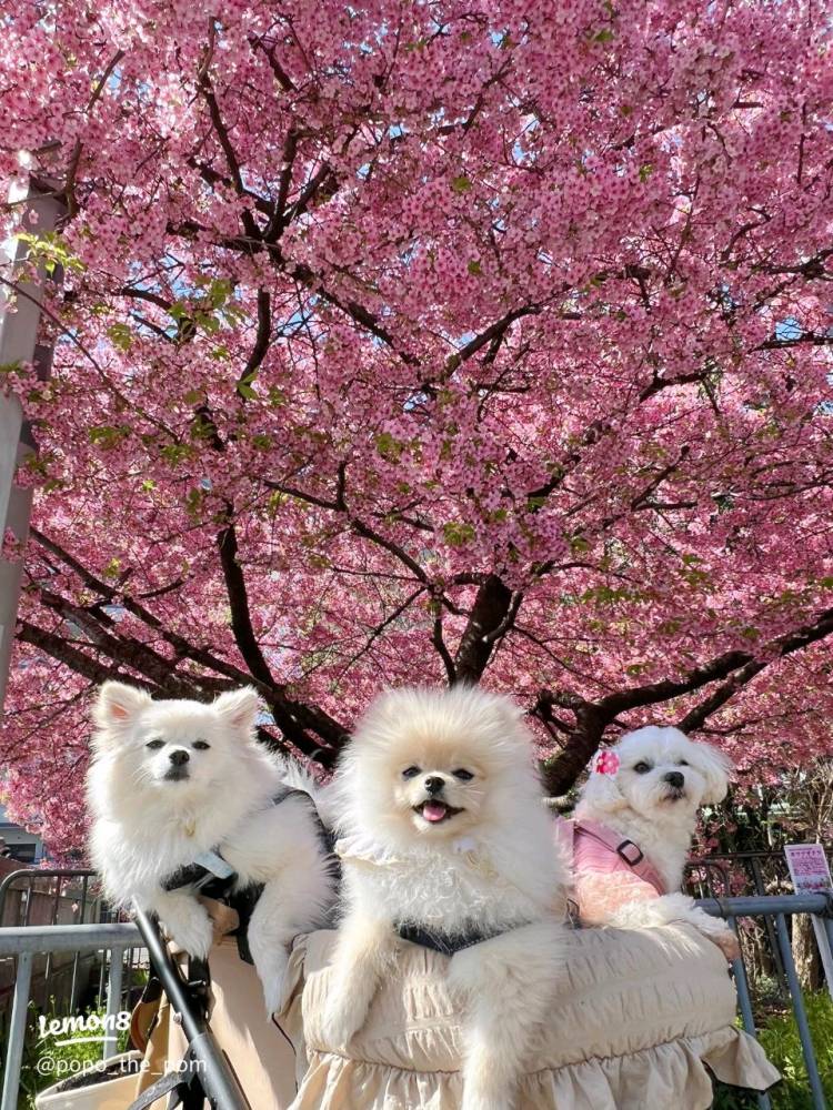 ありがとうございました