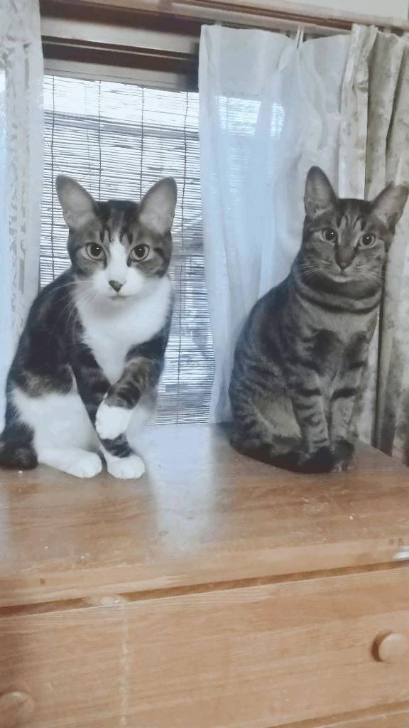 おはよう御座います。