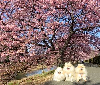 ありがとうございました