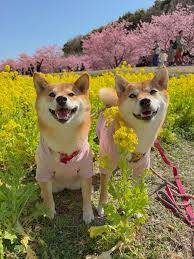 ありがとうございました