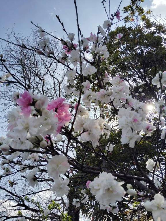 珍しいですよね？