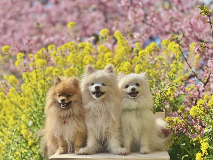 ありがとうございました