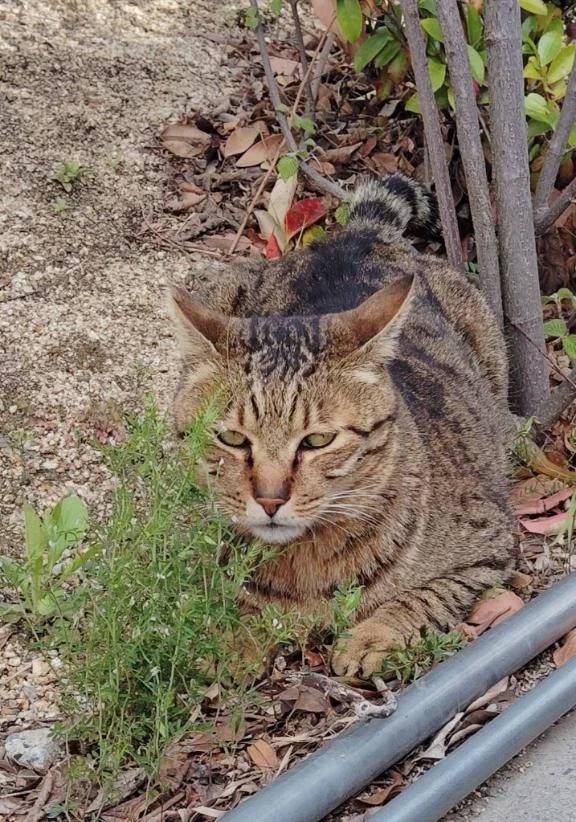 野良猫ちゃん発見🧐🧐