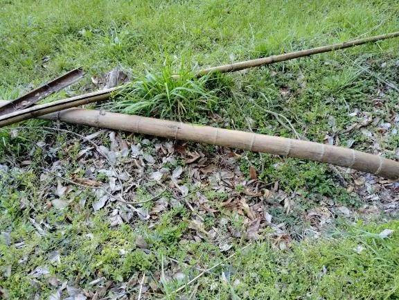 たけのこ探しのはずが、😭