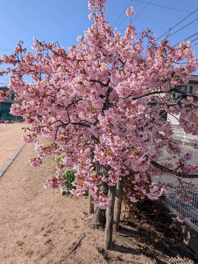 おはようございます。