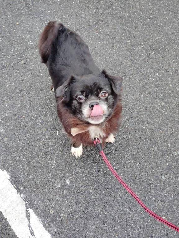 うちのわんちゃん🐶🐶