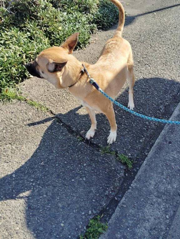 うちのわんちゃん🐶🐶