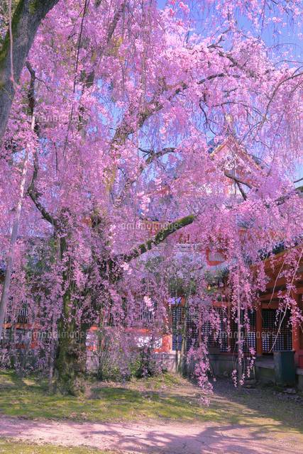 予想最高気温は２３℃