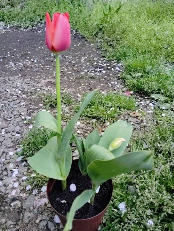 咲きました🌷🌷