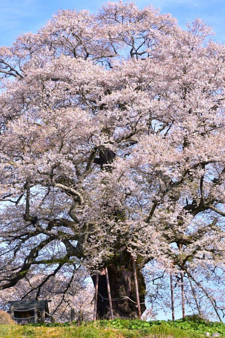 本日も宜しくお願いいたします
