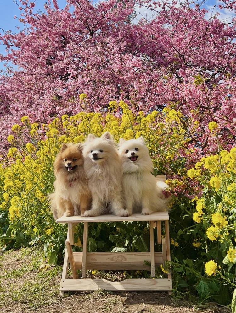 ありがとうございました