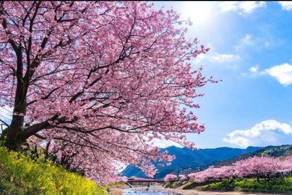 アラジン本指名様