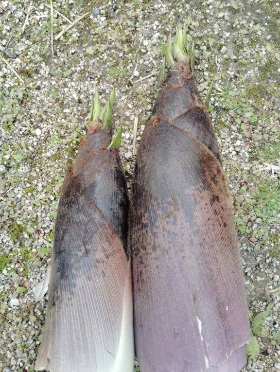 たけのこ😊😊