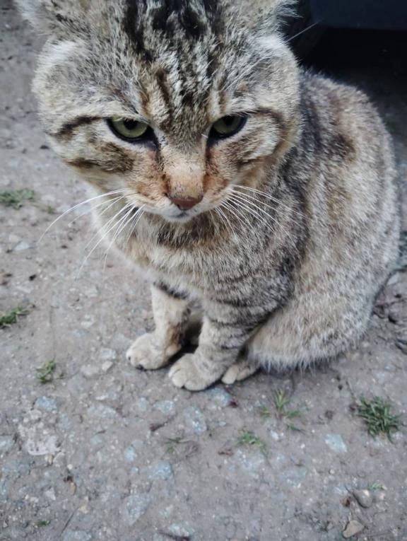 野良猫ちゃん🐱🐱