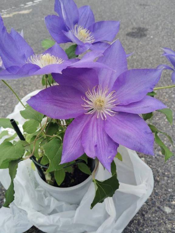 クレマチス😊😊