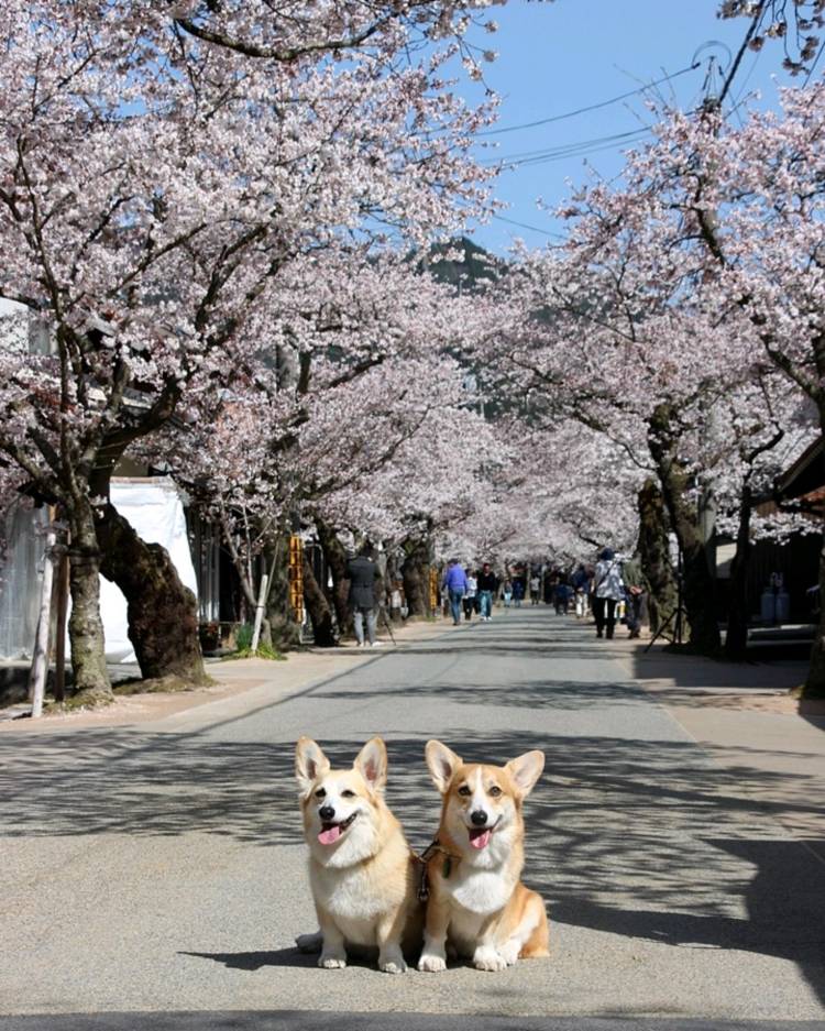 ありがとうございました