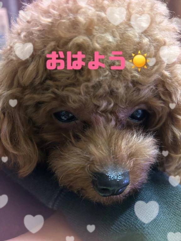 おはよぉ🍃🌸🐝🌸🍃