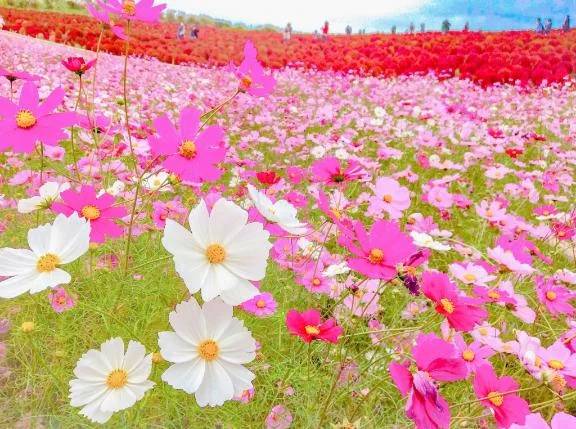 ファインのお客様