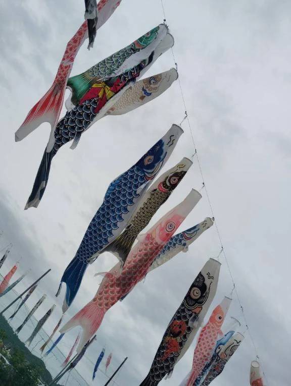鯉のぼり