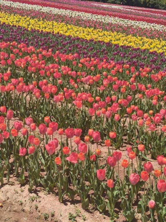 春⸜🌷︎⸝