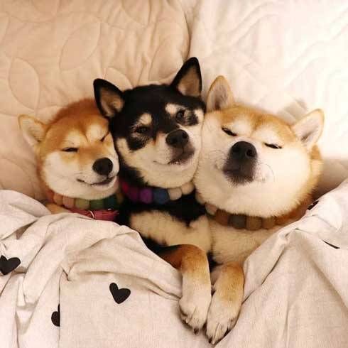 おやすみなさい