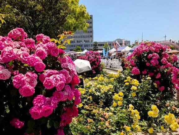 バラ祭り🌹✨