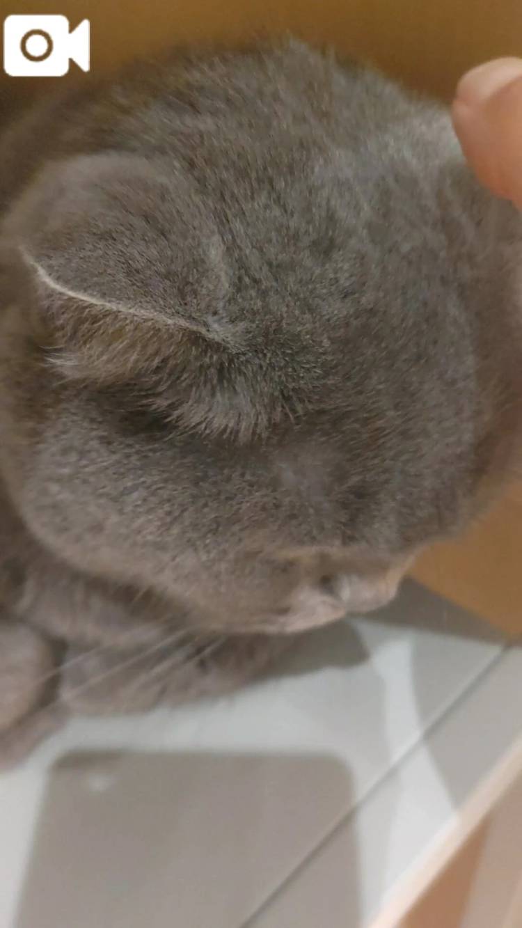 ねこちゃん