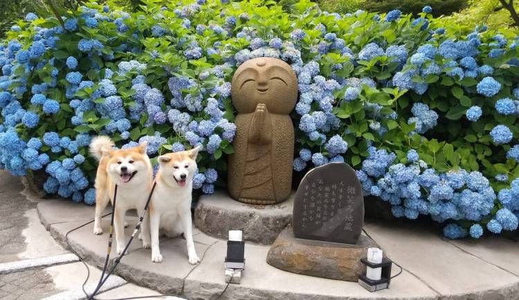 予想最高気温は27℃
