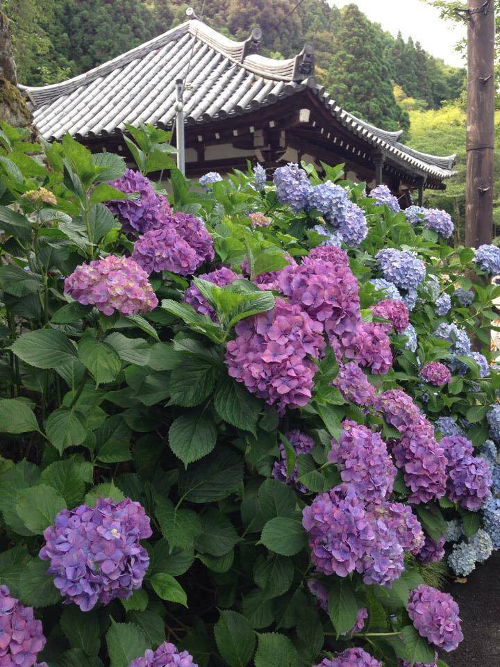 予想最高気温は２６℃