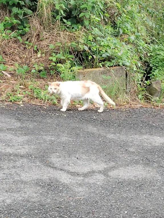 ねこちゃん発見🐱🐱