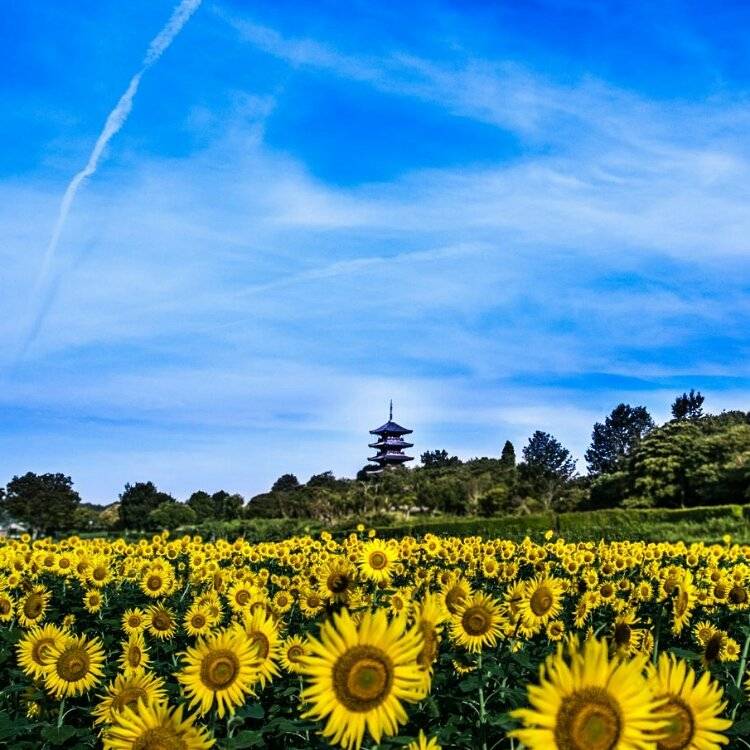 予想最高気温は３１℃