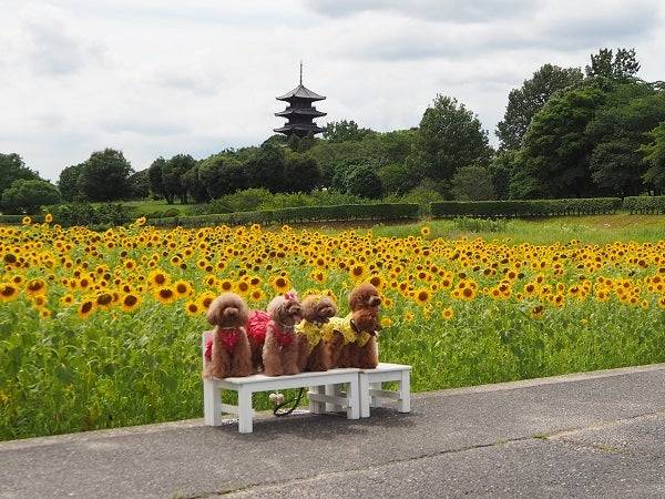 ７月になって４回目の水曜日