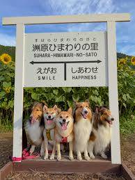 予想最高気温は３３℃