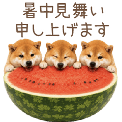予想最高気温は３３℃