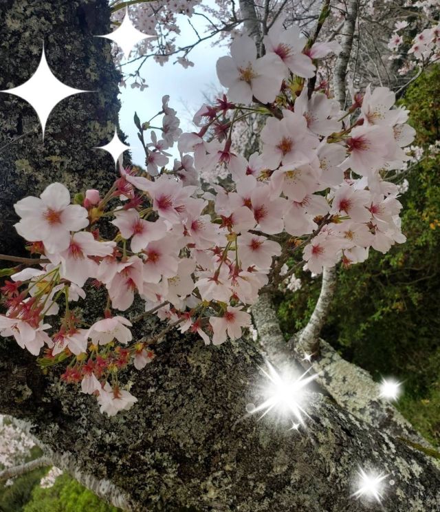 れい　※プレミア出勤♪（【若い子から熟女まで】リップサービス neo）