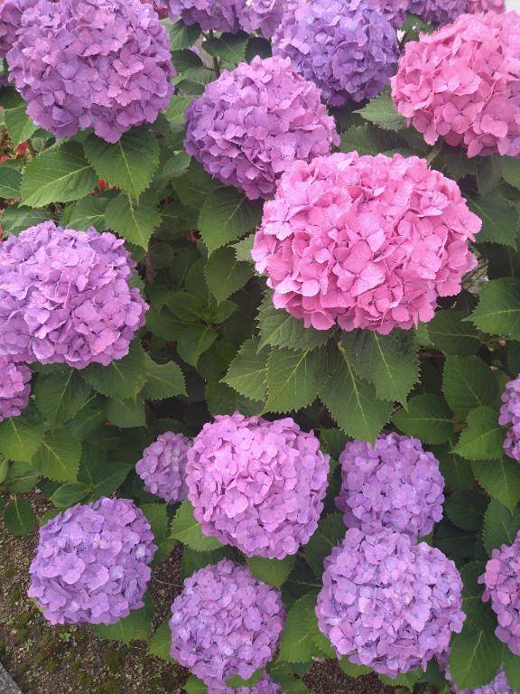 紫陽花…