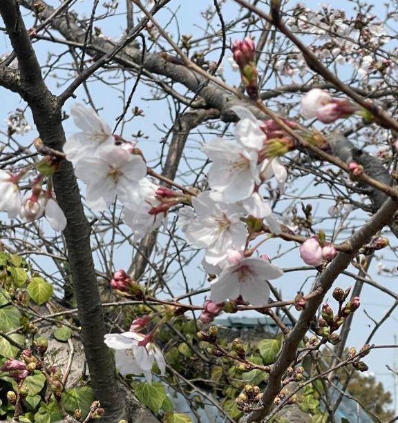 V☆うた（リンカーン（宇部～山口～防府～萩））