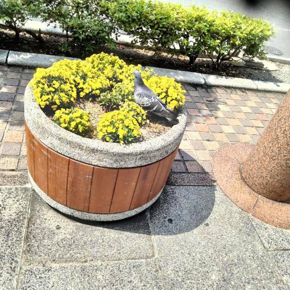 皆様こんばんわからのGOLDってなんや
