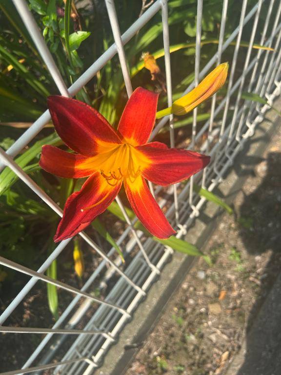 なんの花?