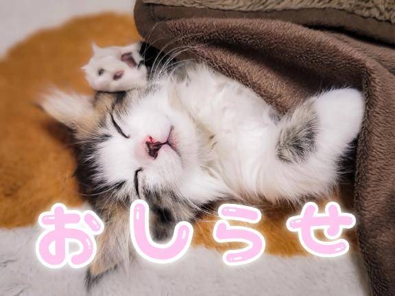 出勤予定?