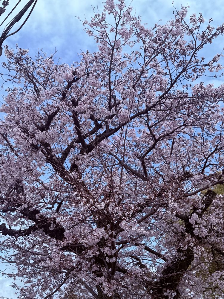 さくら