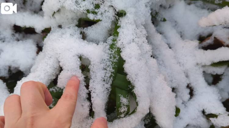 葉についた雪