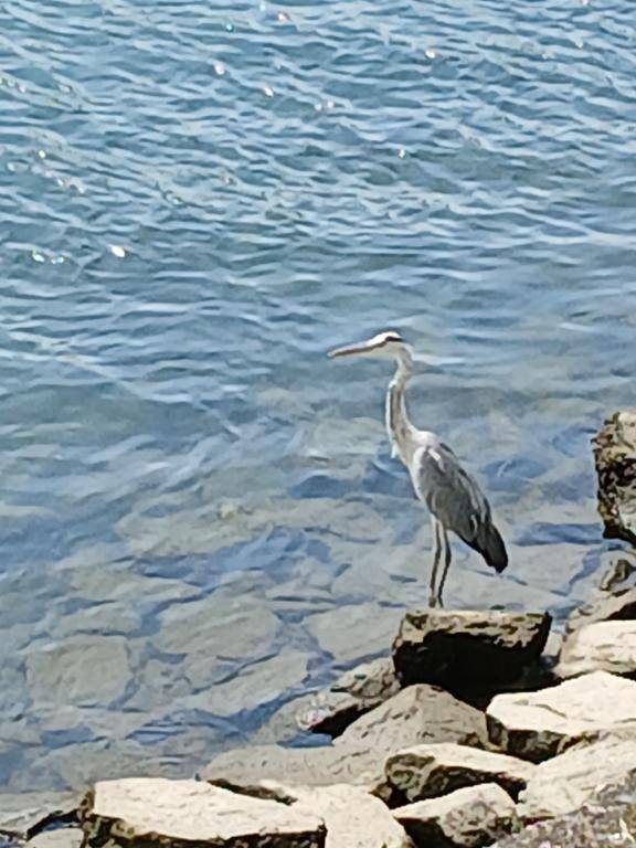 アオサギを見ました