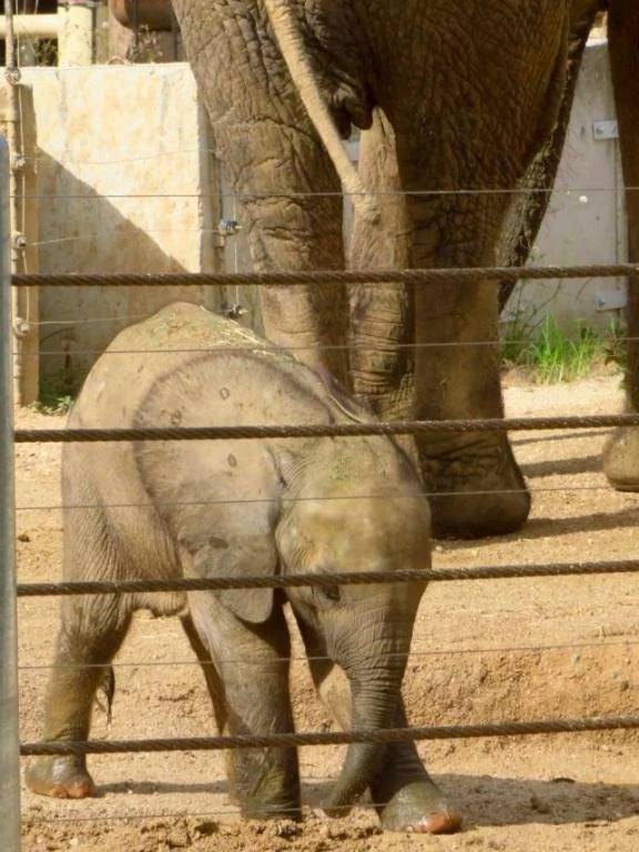 エクスカリバー