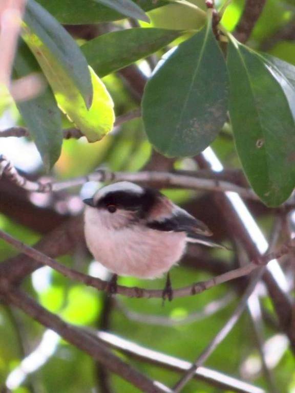 キクイタダキは早いのよ